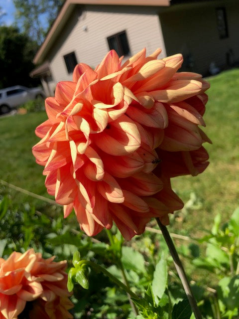 Ferncliff Copper