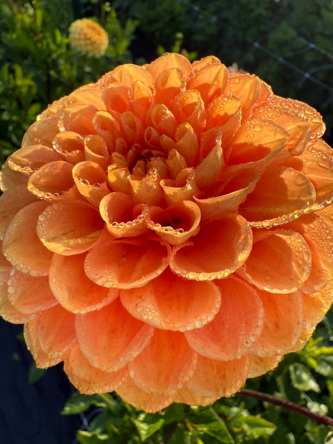 Amber Queen