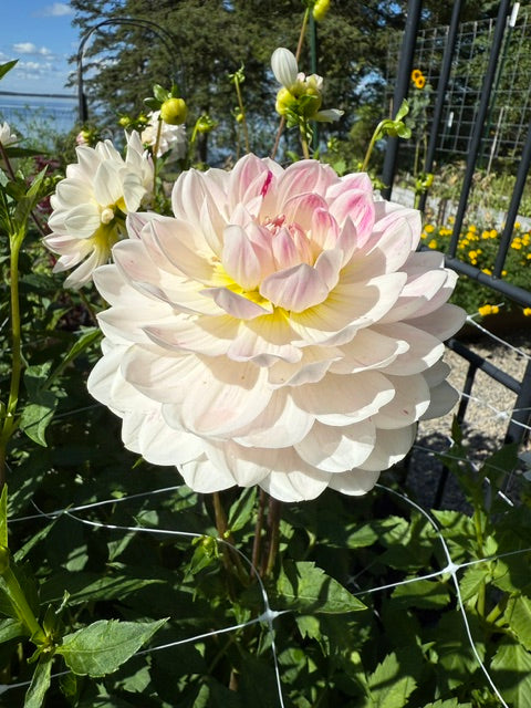 Blushes & Pinks