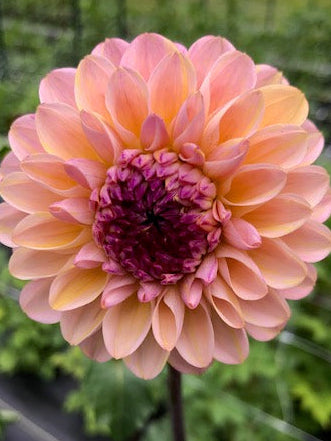 Dahlia Variety [Wine Eyed Jill] bloom photo