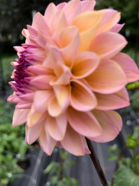 Dahlia Variety [Wine Eyed Jill] Side bloom photo