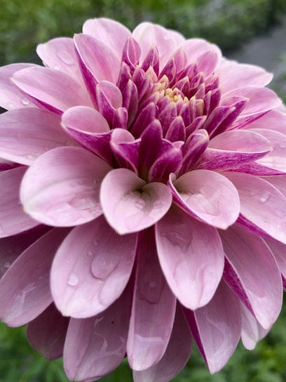 Dahlia Variety [Salish Twilight Girl] close up of bloom with lavendar and wine petals