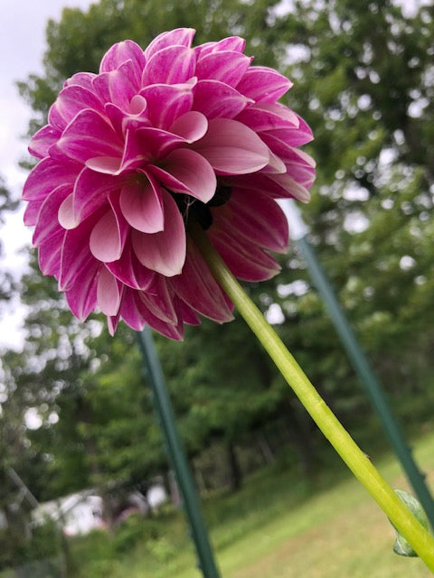Salish Twilight Girl dahlia bloom with petals fully open