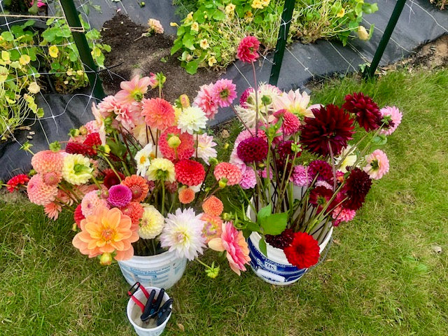 Surprise Multi-Tuber Collection (5 Tubers)