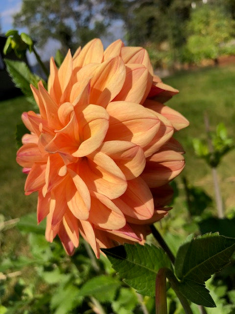 Ferncliff Copper