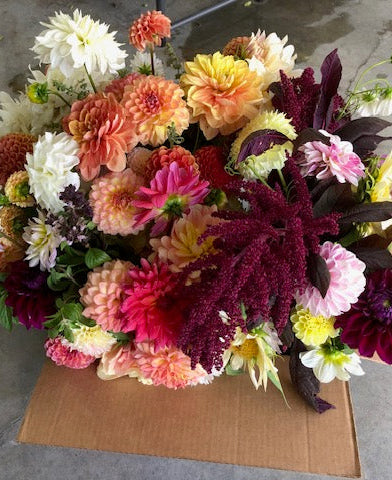 The Backyard Flower Farm - Surprise Grab Bag (5 or 10 Tubers)