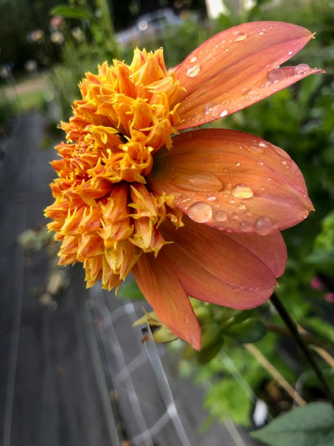 Sandia Brocade anemone dahlia bloom from side pic