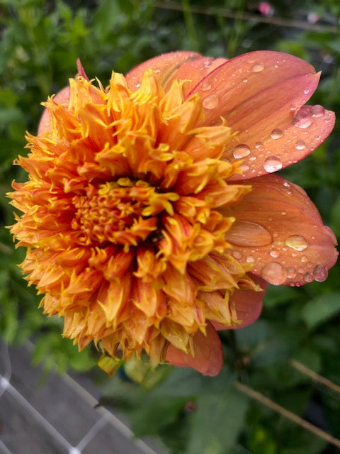 Water droplets on peachy petals of Sandia Brocade dahlia bloom