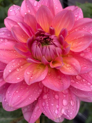 Dahlia Variety [Southern Belle] close up photo