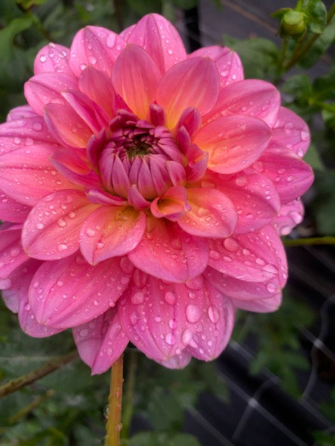 Dahlia Variety [Southern Belle] #2 Bloom Photo