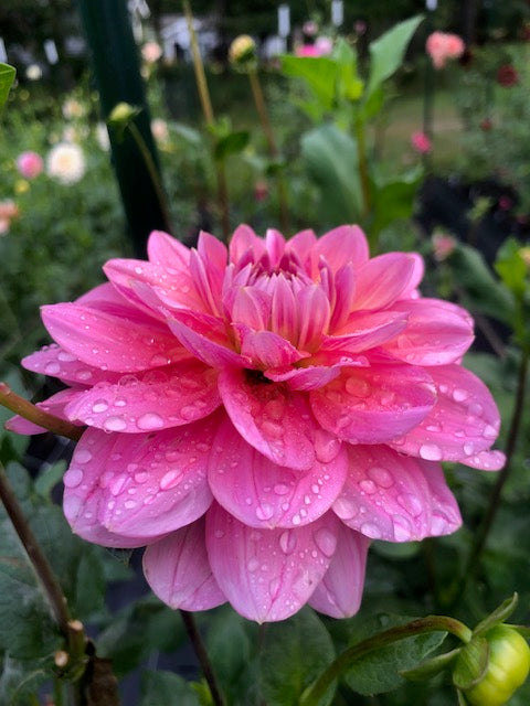 Southern Belle Dahlia side view with water droplets on pink petals