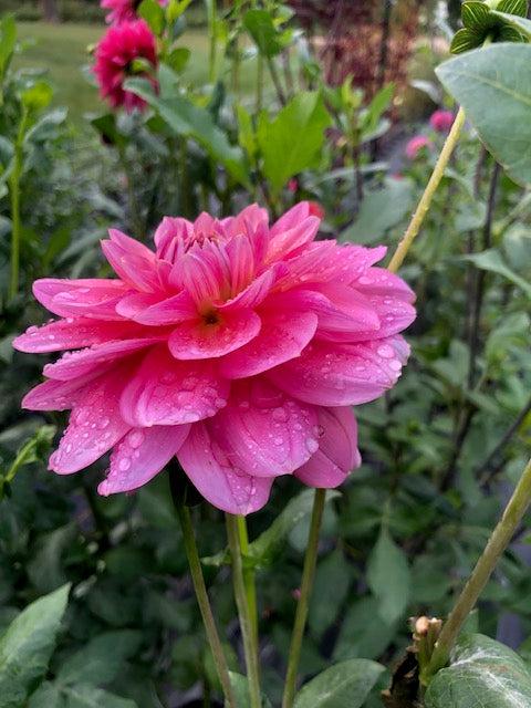 Southern Belle waterlily dahlia side view photo