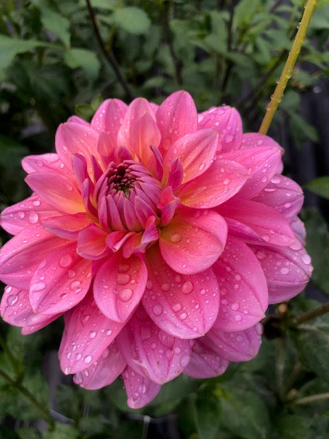 Southern Belle dew drops on pink petals, green background