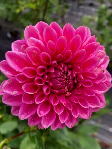 Pink Sylvia