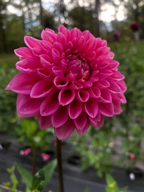 Pink Sylvia