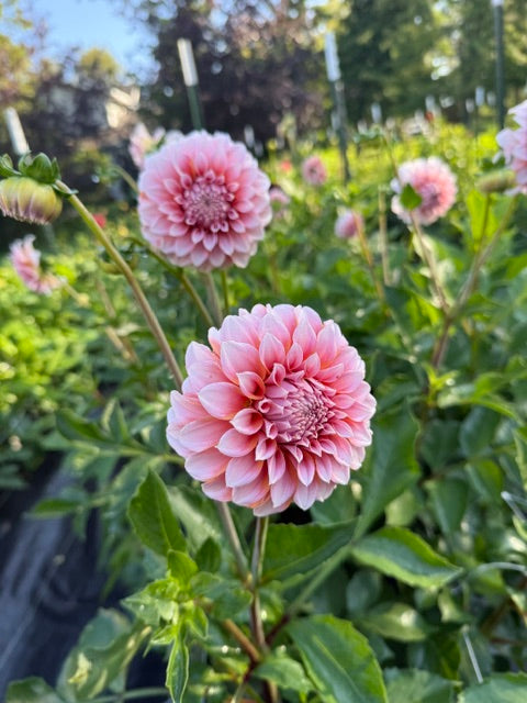 Peaches 'n Cream