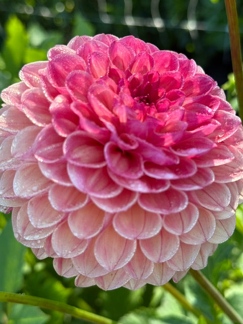 Clearview Peachy