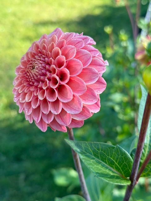 Clearview Peachy