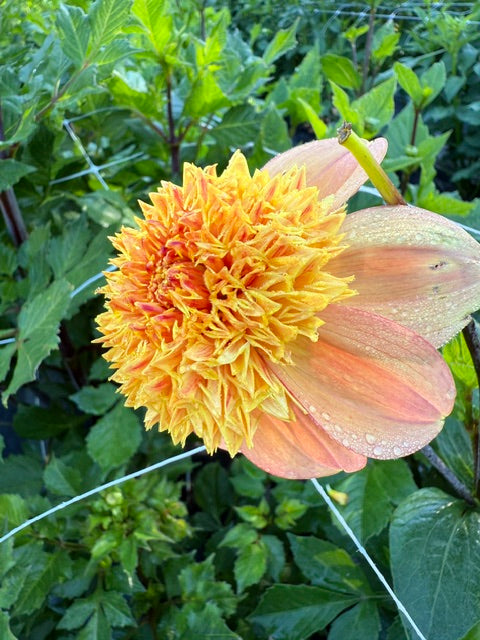 Sandia Brocade anemone style dahlia with reflexed petals and fuzzy center in pale orange, apricot and peach