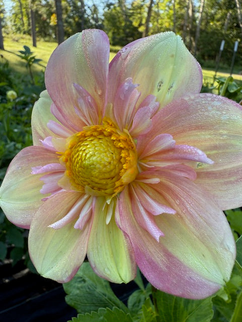 Apple Blossom