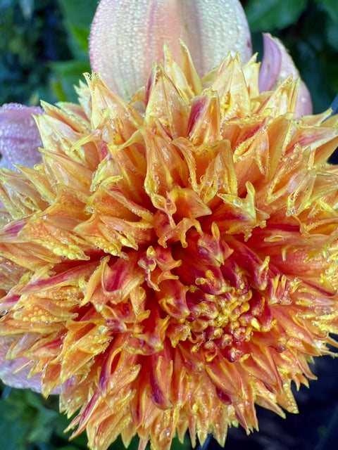 Dahlia Variety [Sandia Brocade] close up of fuzzy anemone center pic