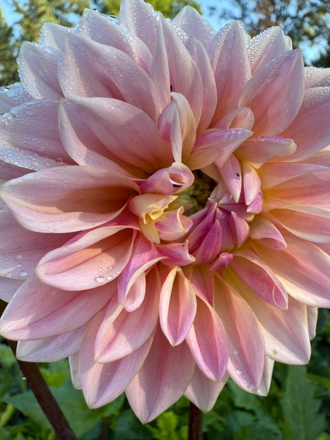 Castle Drive
