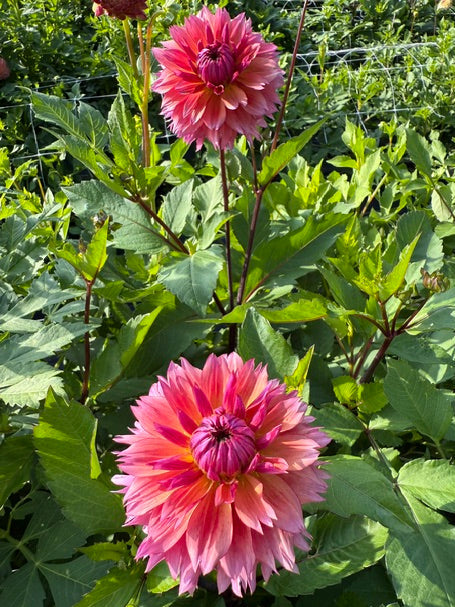 Sonic Bloom dahlia two blooms in sunlight