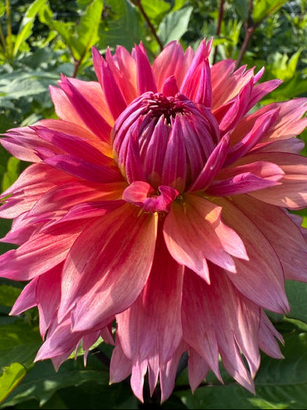 Dahlia Variety [Sonic Bloom] hot pink bloom photo
