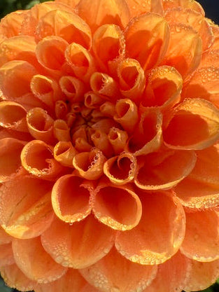 Amber Queen