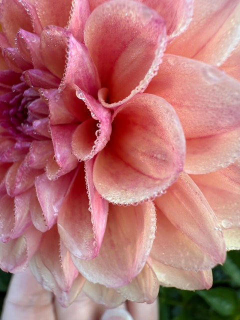 Clearview Peachy