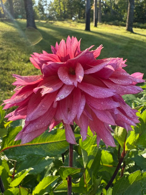 Sonic Bloom dahlia side view of hot pink flower with notched petals looks like with pinking shears