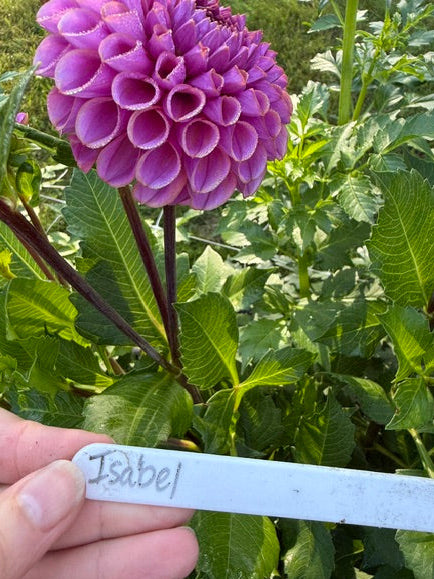 Isabel