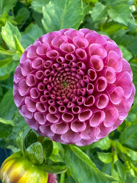 Koko Puff