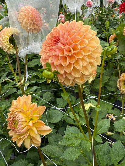 Dahlia Variety [Valley Tawny] bloom photo