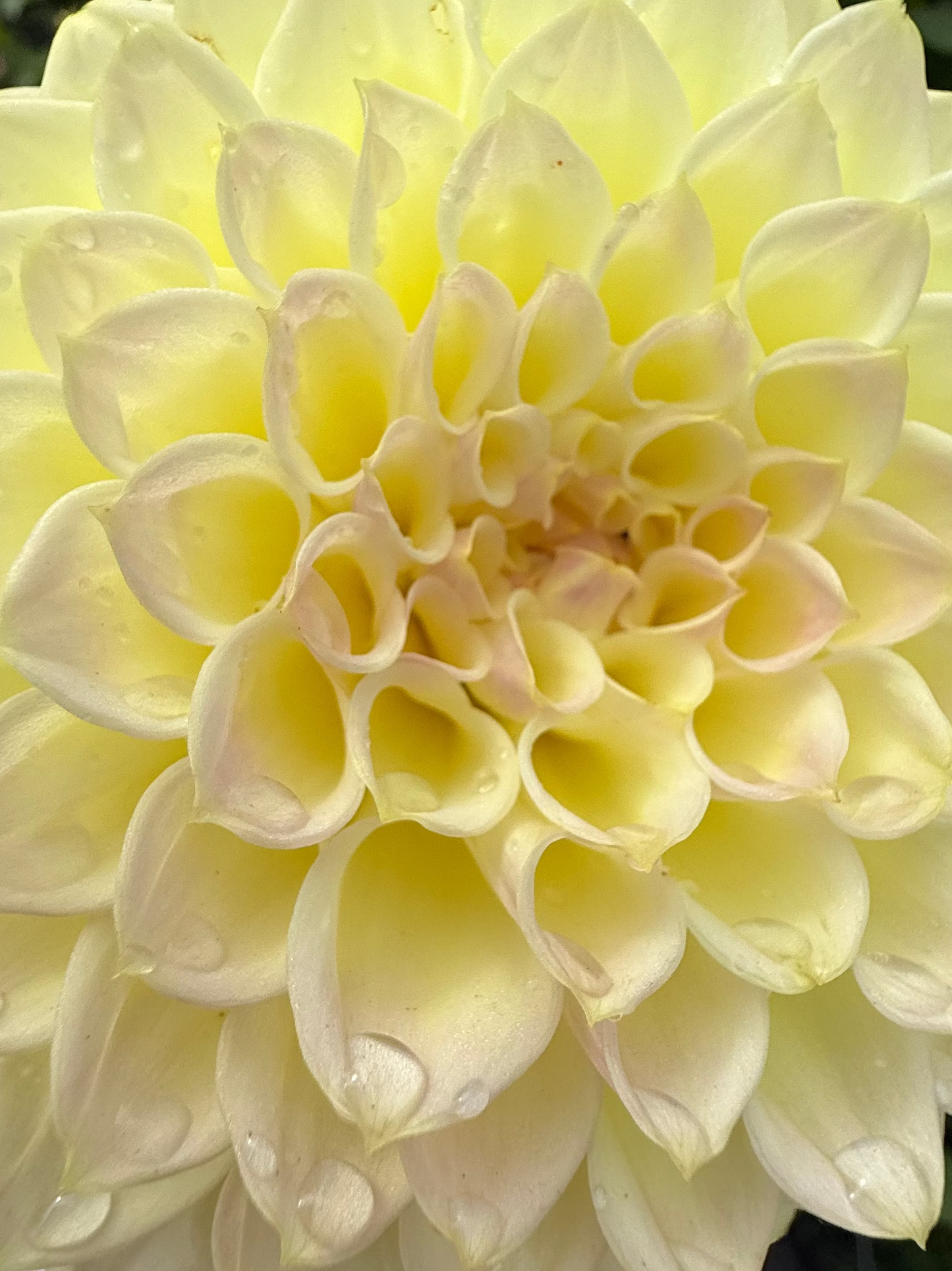Winholme Diane