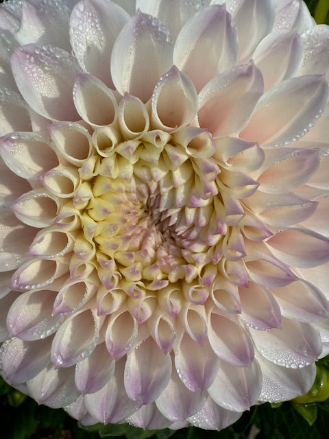 Pink Pearl