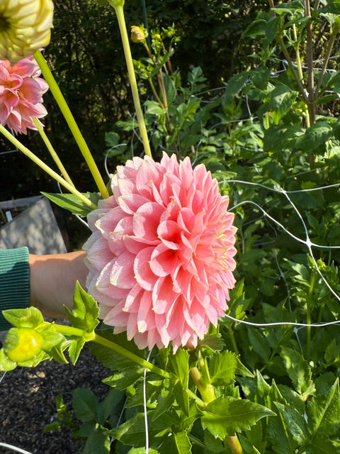 Dahlia Variety [Sugartown Sunrise] side bloom pic