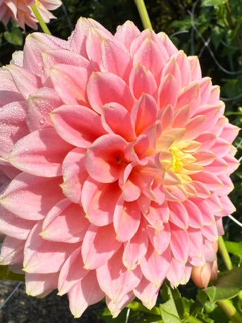 Dahlia Variety [Sugartown Sunrise] bloom photo