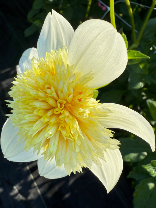 Platinum Blonde