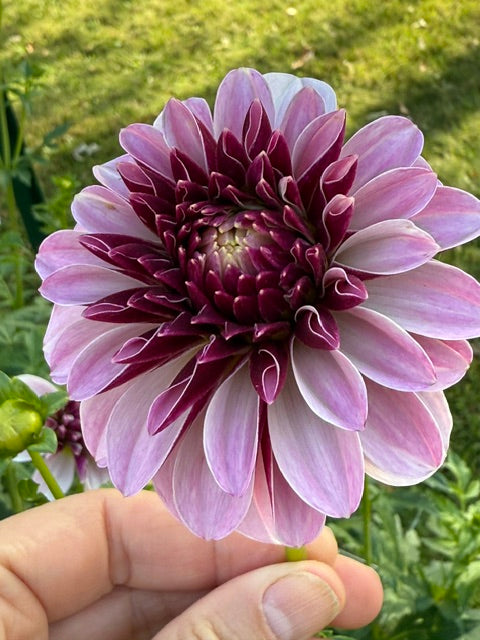 Salish Twilight Girl dahlia single bloom of dark wine and light purple.