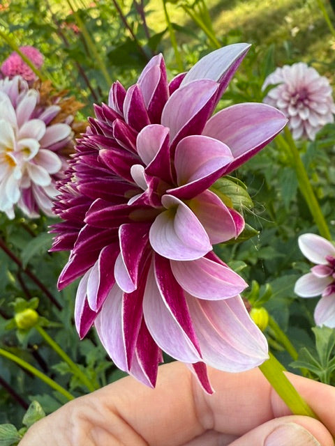 Salish Twilight Girl dahlia bloom with wine color on backs of petals and silvery lavender on front petals.