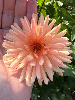 Peach Fuzz
