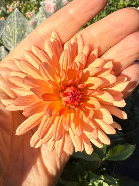 Peach Fuzz