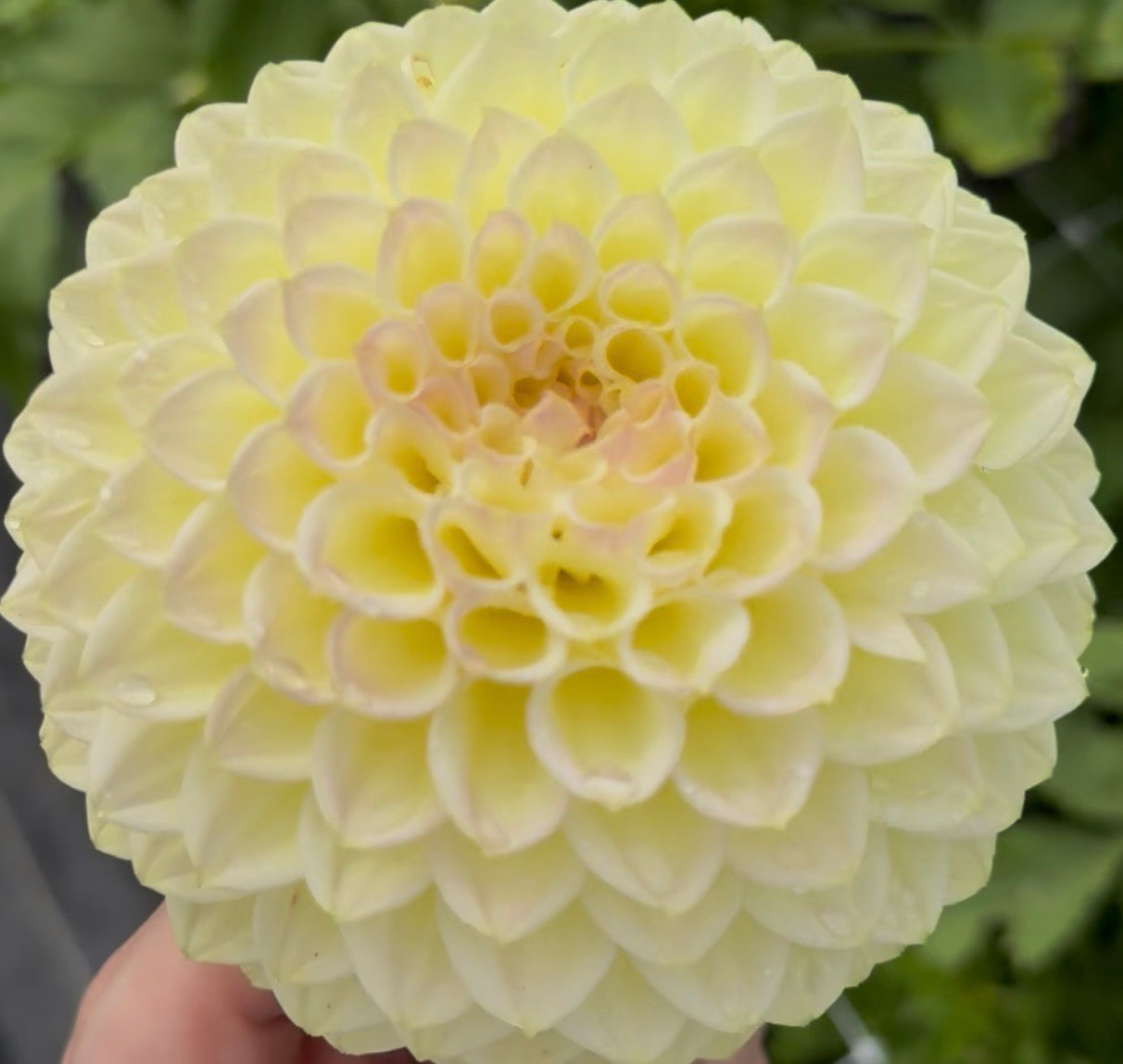 Winholme Diane